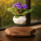 Levitating - Floating Flower Pot with Wood Base