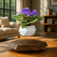Levitating - Floating Flower Pot with Wood Base